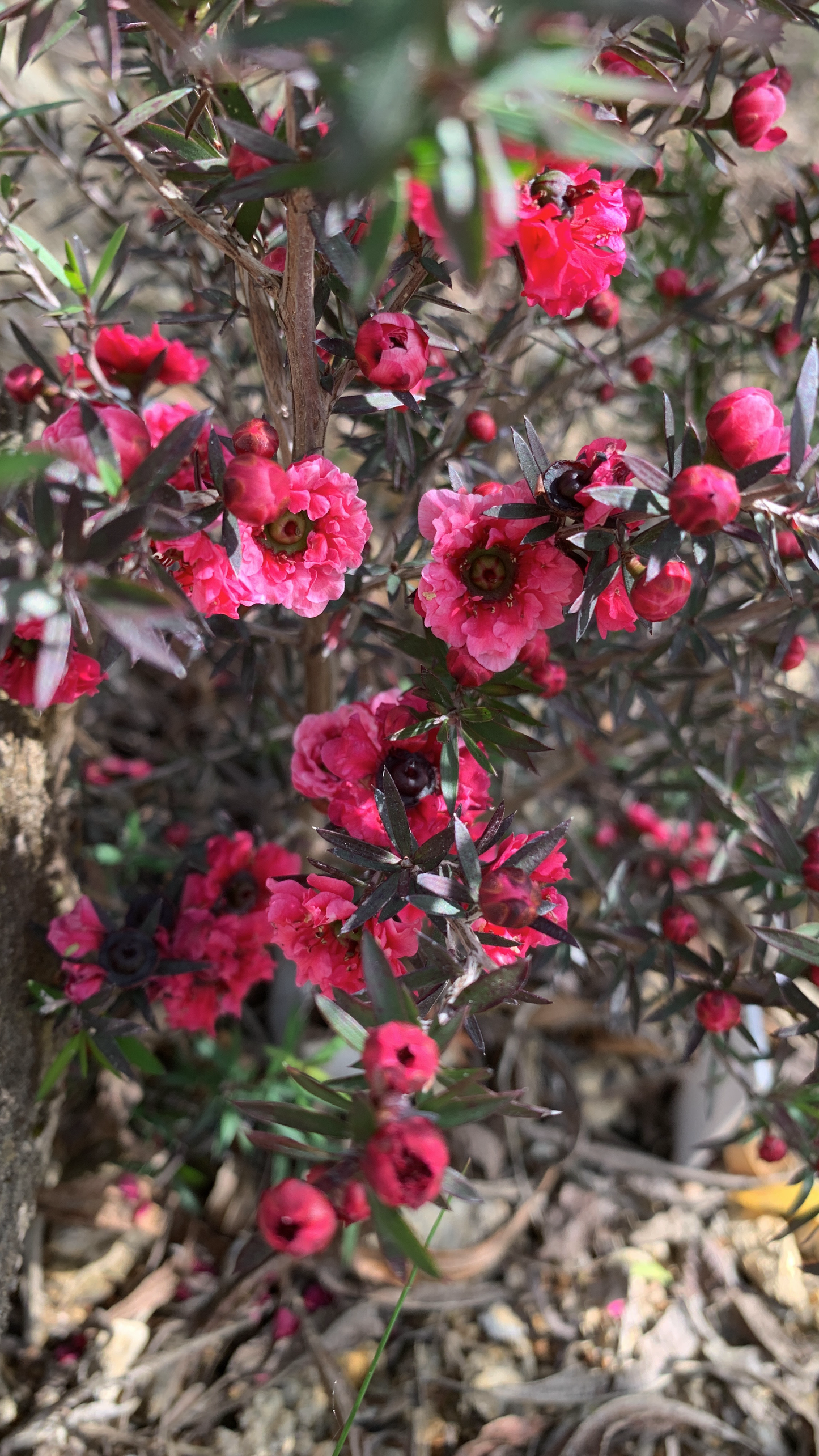 Leptospermum Red Damask