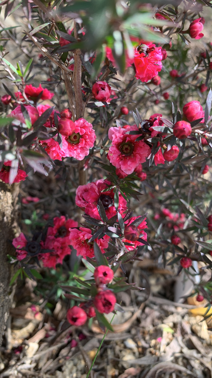 Leptospermum Red Damask