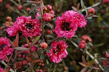 Leptospermum Red Damask