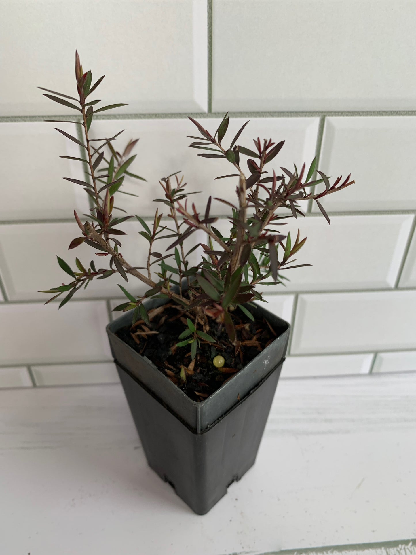 Leptospermum Red Damask