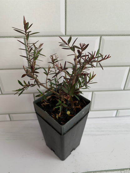Leptospermum Red Damask