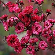 Leptospermum Wiri Joan