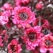 Leptospermum Wiri Kerry