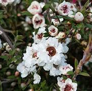 Leptospermum Wiri Linda