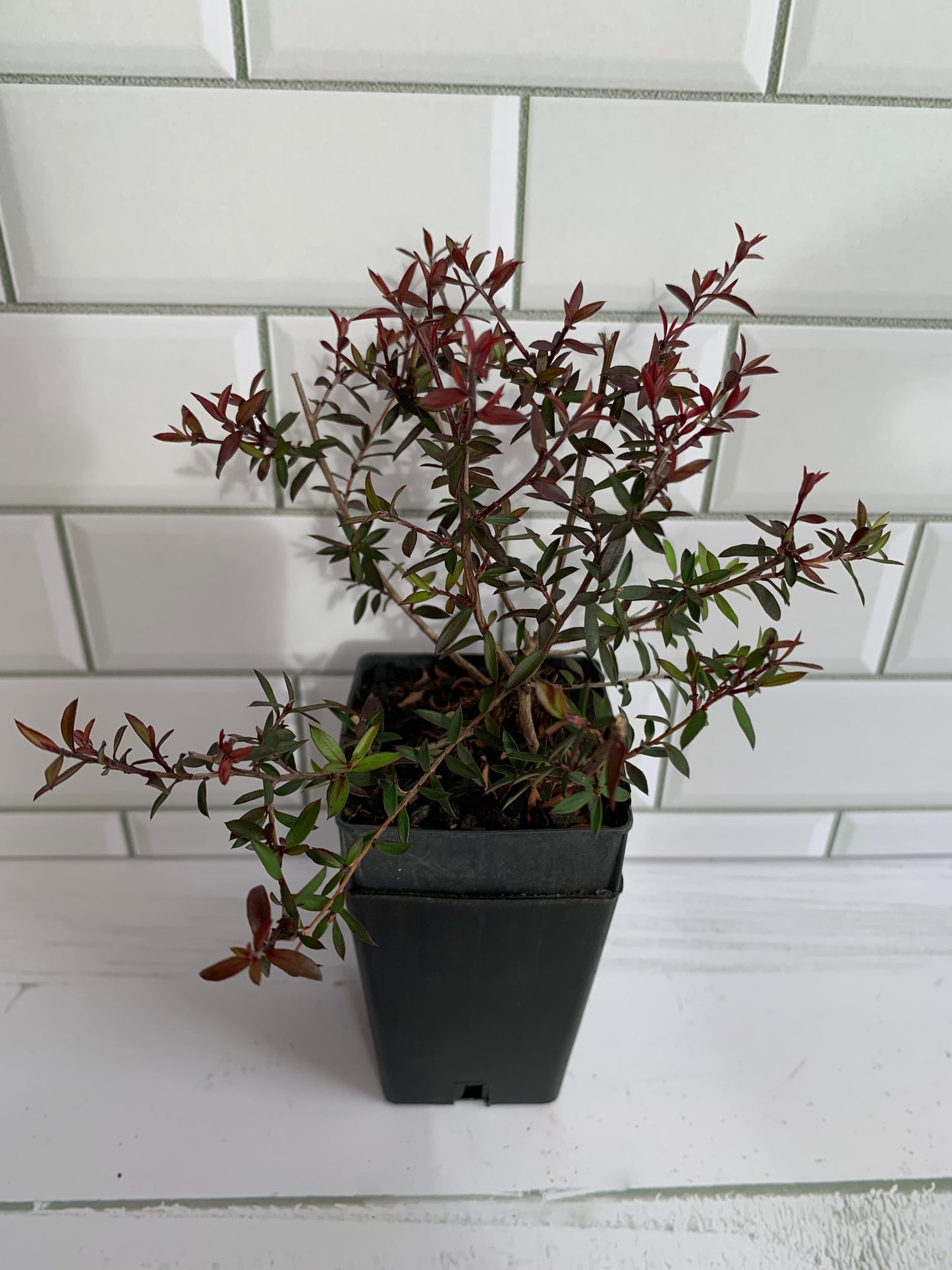 Leptospermum Wiri Kerry