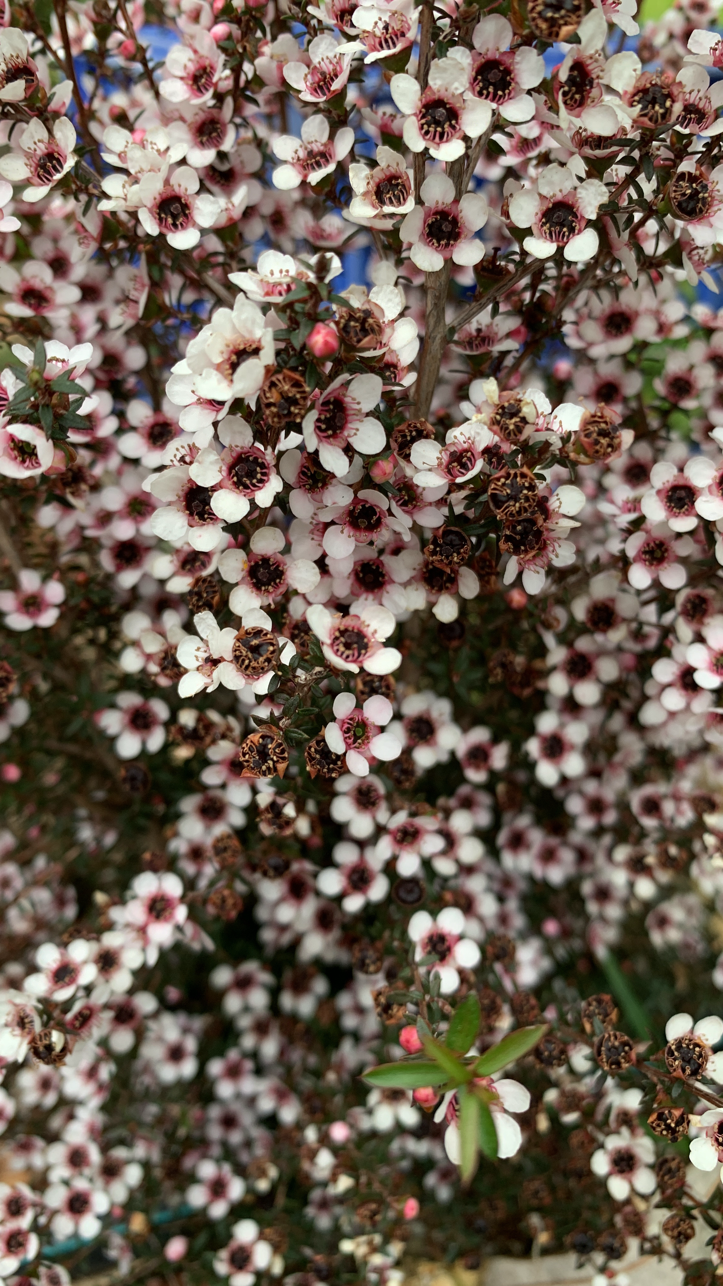 Leptospermum nanum Kea