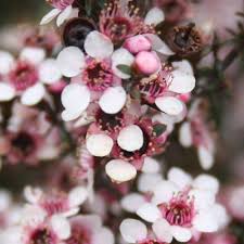 Leptospermum nanum Kea