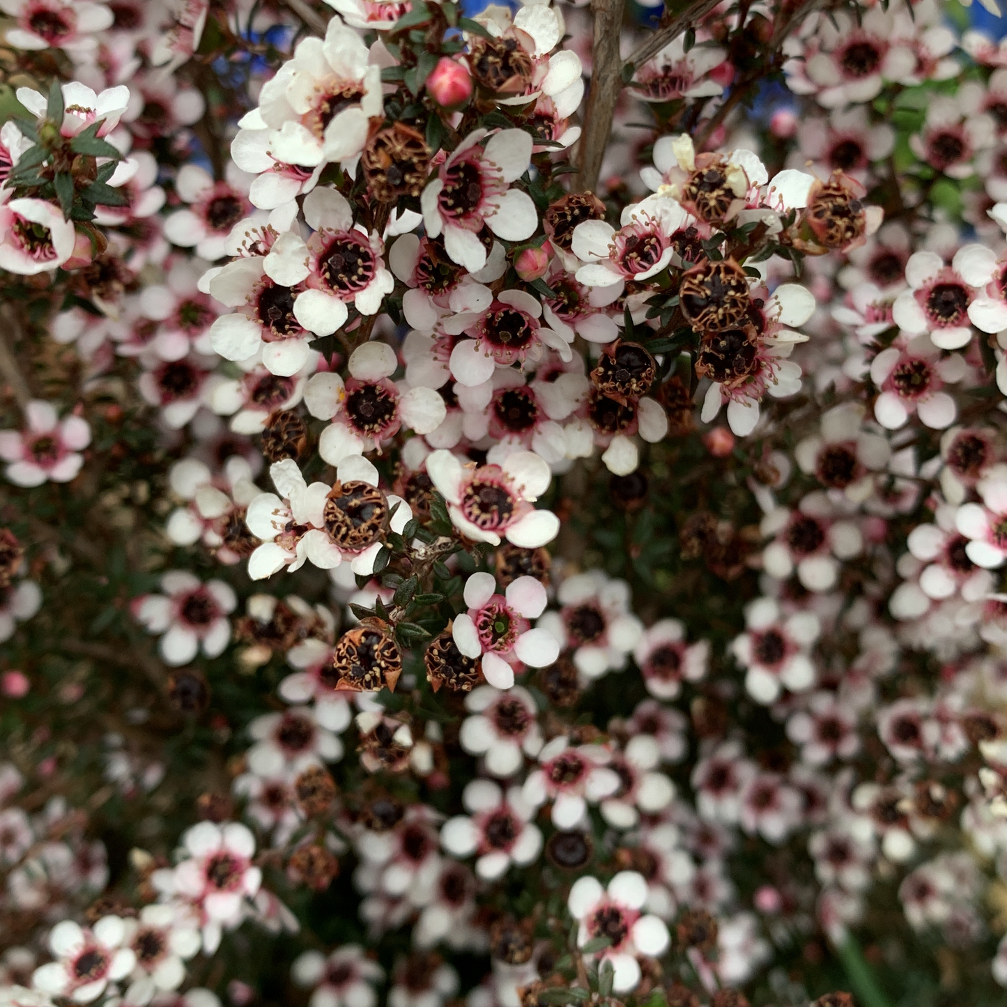 Leptospermum nanum Kea