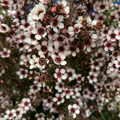 Leptospermum nanum Kea