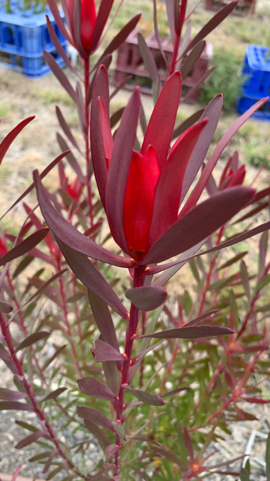 Leucadendron Candy Delight