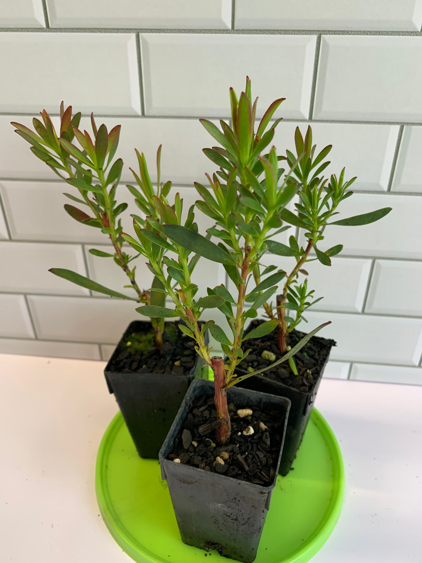 Leucadendron Ambrosia
