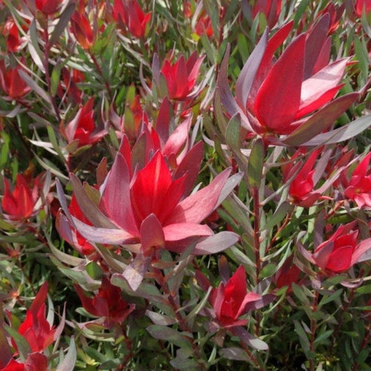 Leucadendron Bells Supreme