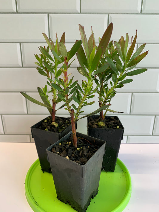 Leucadendron Bells Supreme