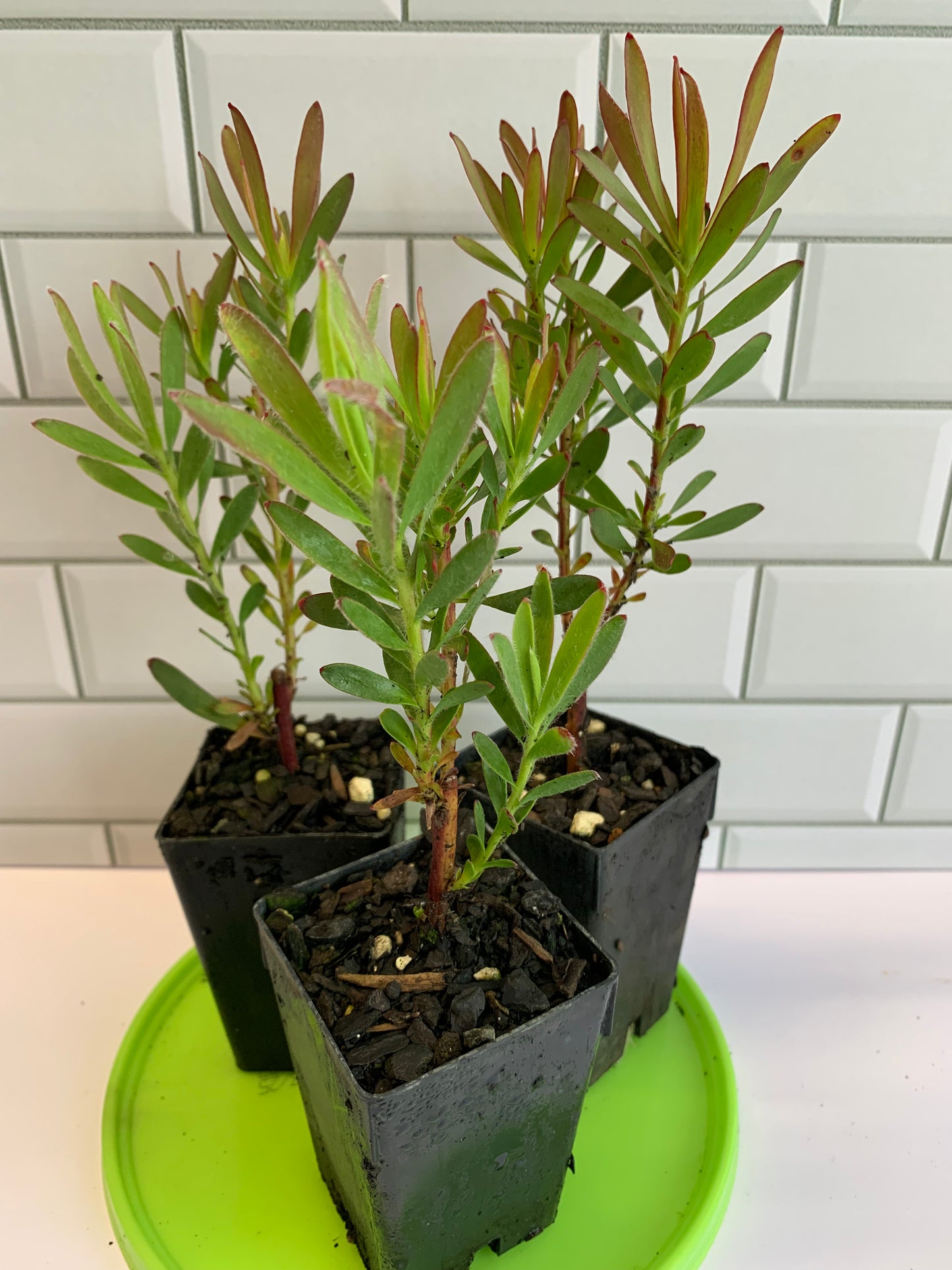 Leucadendron Candy Delight
