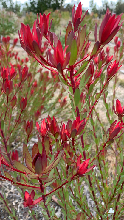 Leucadendron Julie