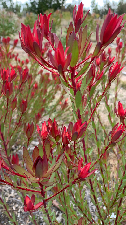Leucadendron Julie