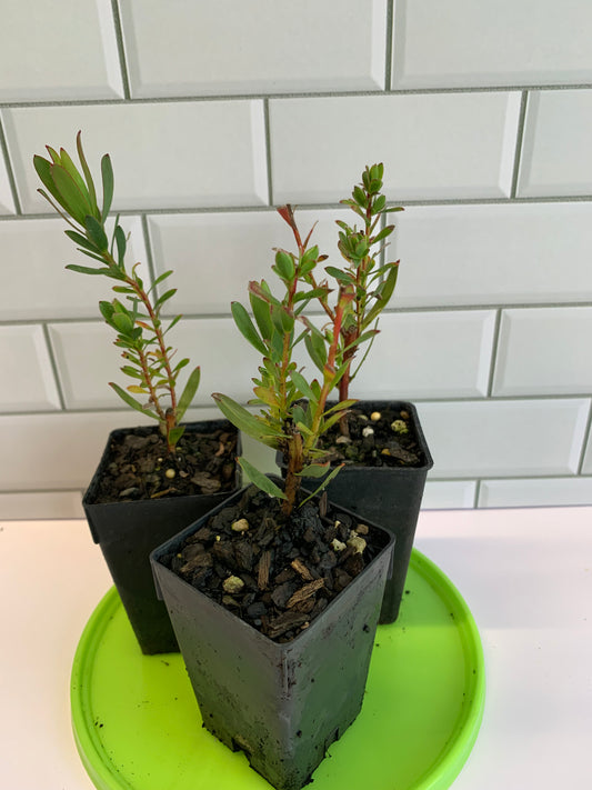 Leucadendron Julie