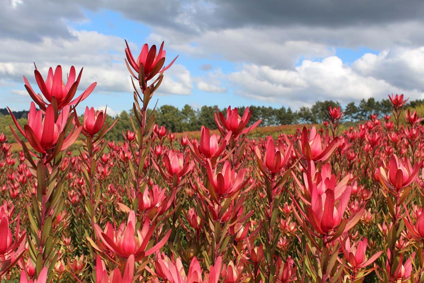 Leucadendron Safari Sunset