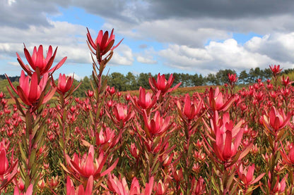 Leucadendron Safari Sunset