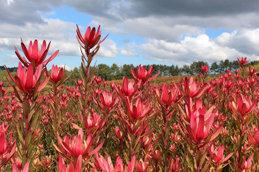Leucadendron Safari Sunset