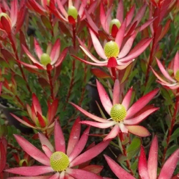 Leucadendron Starburst