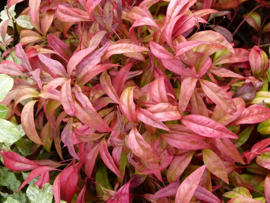 Nandina domestic Pygmea