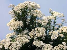 Ozothamnus diosmifolius Winter White