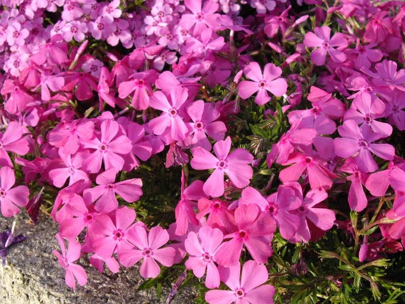 Phlox Daniel