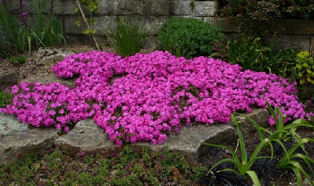 Phlox Daniel