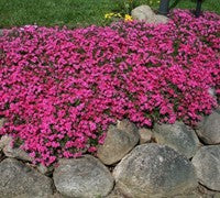 Phlox Scarlet Flame