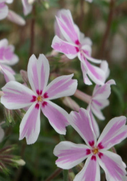 Phlox sub Tamaonga