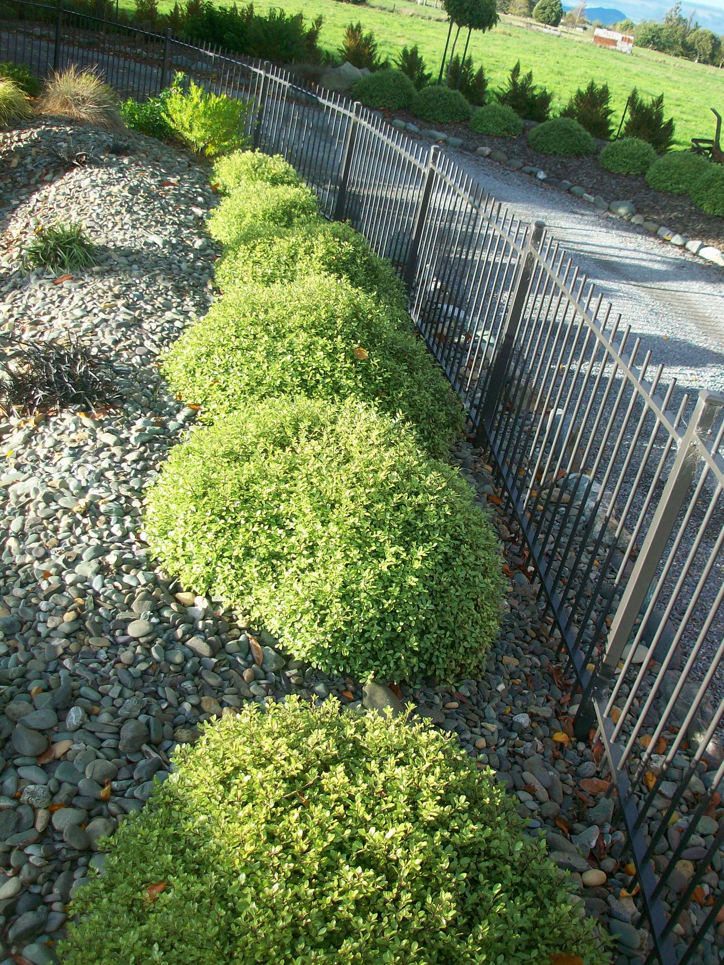 Pittosporum Little Anita