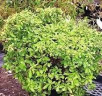 Pittosporum Sumo