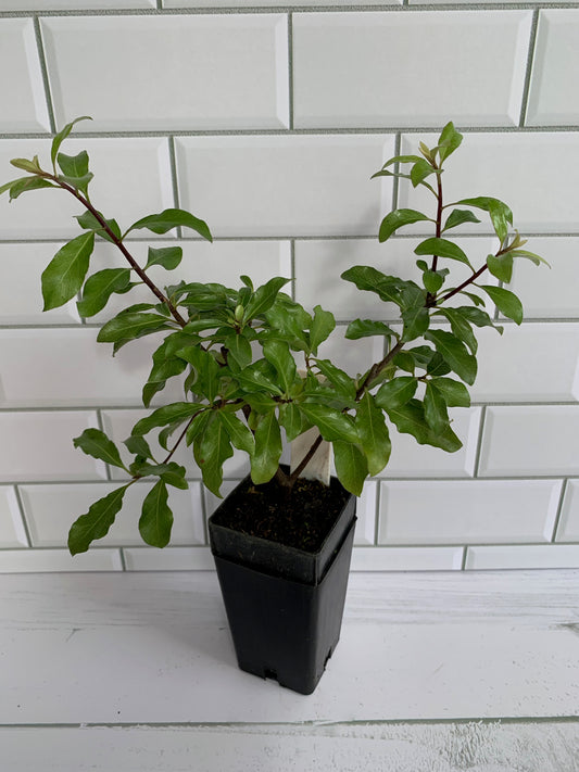 Pittosporum Sumo