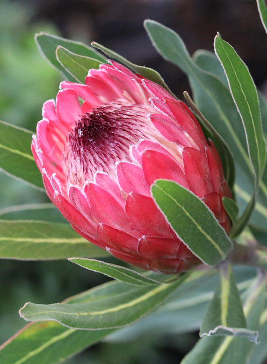 Protea Pink Ice