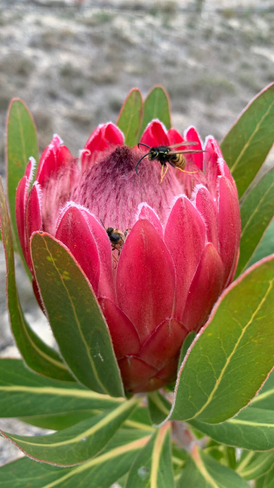 Protea Red Ice