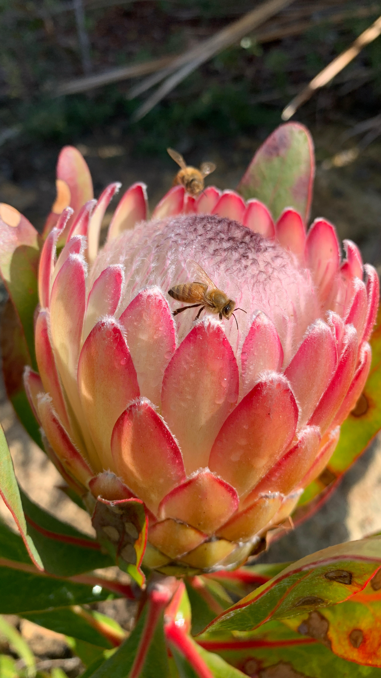 Protea Susara