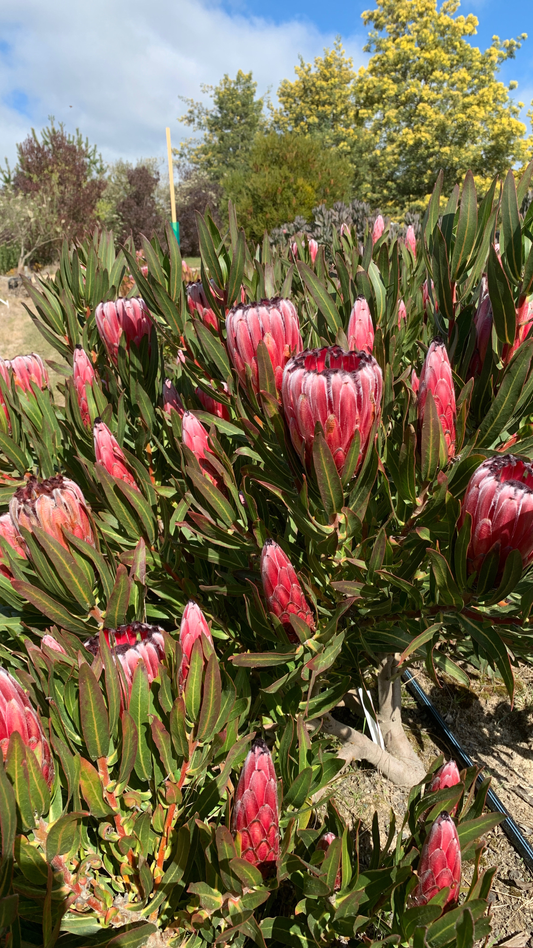 Protea Tasman Ruby