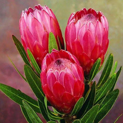 Protea Red Ice