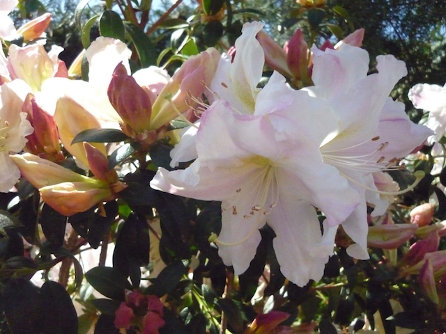 Rhododendron Anne Tecce