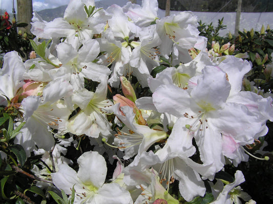 Rhododendron Harry Tagg