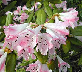 Rhododendron Seta