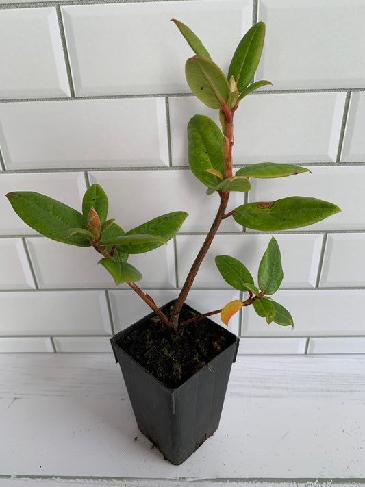 Rhododendron Seta