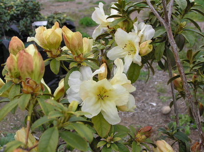 Rhododendron johnstoneanum