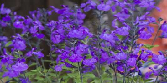 Salvia So Cool Purple