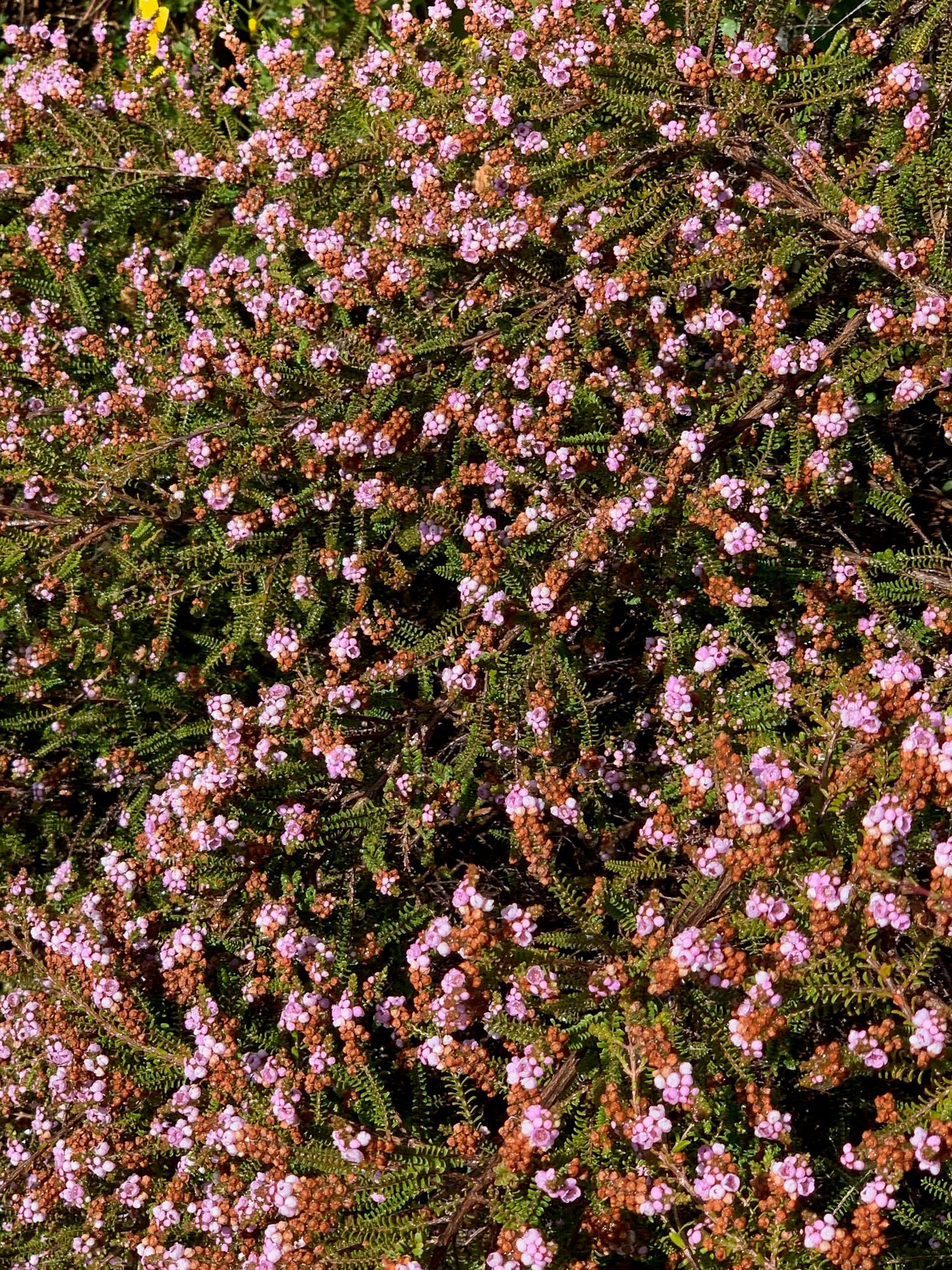 Thryptomene denticulata