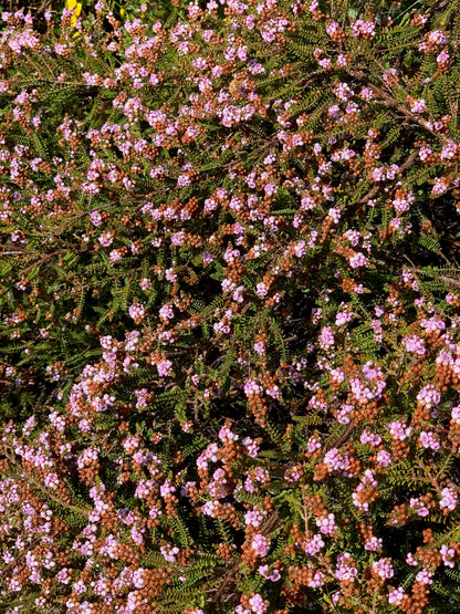Thryptomene denticulata