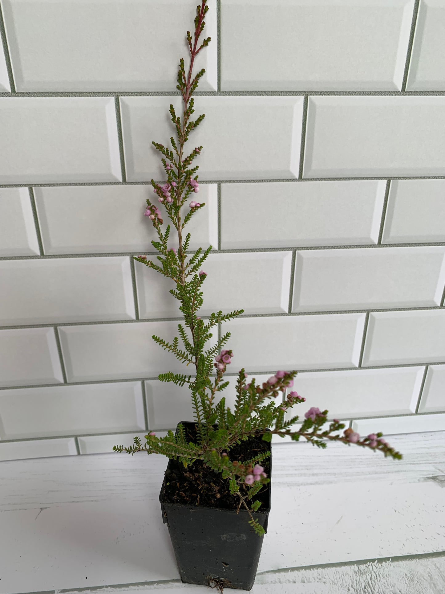 Thryptomene denticulata