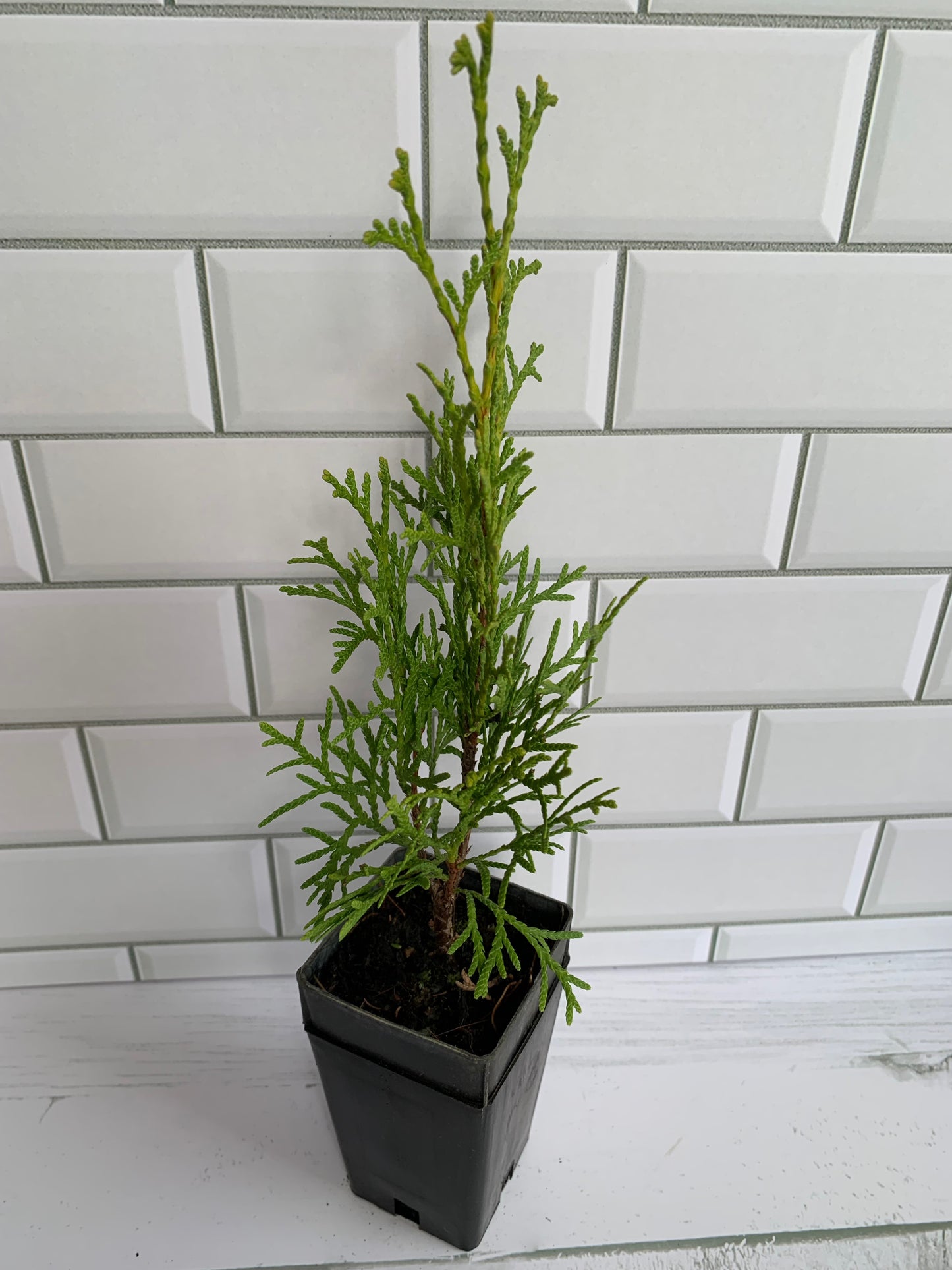 Thuja Smaragd