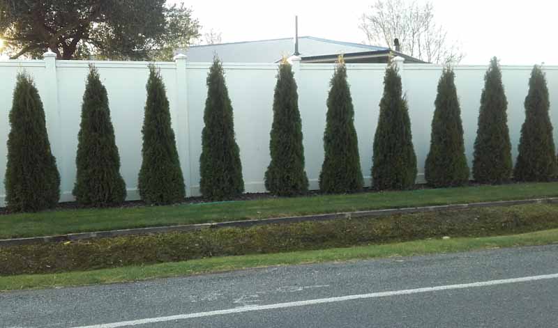 Thuja Smaragd